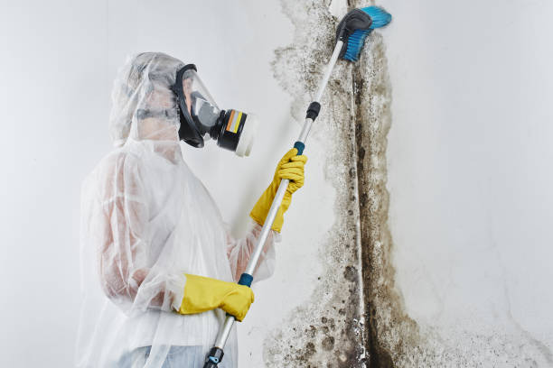 Best Forensic Mold Investigation  in Temperance, MI